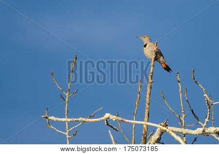 Northern Flicker Perched High in a Tree