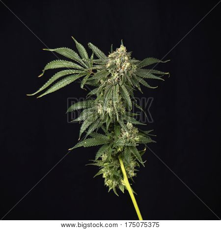 Cannabis stalk (mangolope strain) parcially trimmed isolated over black background - medical marijuana cultivation concept