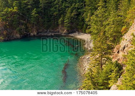A small cove at Deception Pass State Park Washington with floating kelp massing near the shoreline