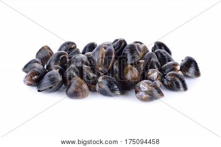 fresh Corbicula shell on a white background