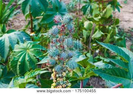 Closeup to Sisyrolepis Muricata (Pierre) Leenh Tree