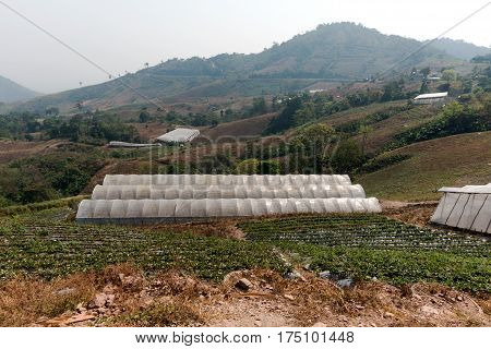 Farm Strawberry Province Nan Thailand./Roadside Rest Area./KHUN SATHAN NATIONAL PARK THAILAND.