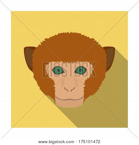 Monkey icon in flat design isolated on white background. Realistic animals symbol stock vector illustration.