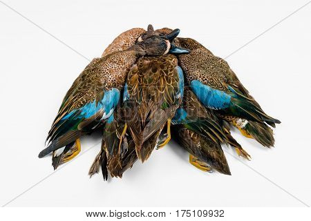 Dead ducks killed on hunting season as recreational pursuit for wild game meat white background