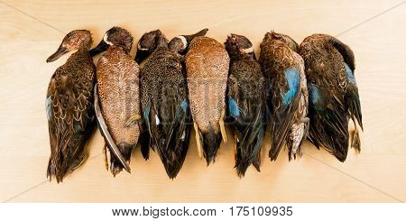 Dead ducks killed on hunting season as recreational pursuit for wild game meat