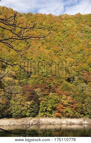 Autumn colorful forest on lake side hill in Minakami, Gumna