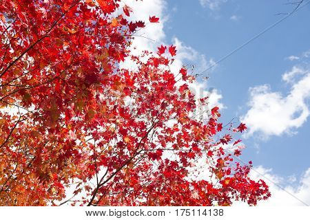 Close up autumn deep orange painted maple tree leaves in Yubari, Hokkaido