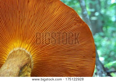 Omphalotus olearius or orange jack o lantern mushroom gills, toxic mushroom