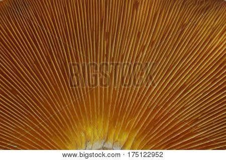 Omphalotus olearius, macro image of orange jack o lantern mushroom gills, poisonous mushroom
