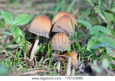 Wild mushroom Coprinellus domesticus, Group of mushrooms growing between wild strawberries in the spring