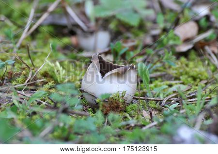 Black Mushroom Cup Fungi,Helvella leucomelaena in moss