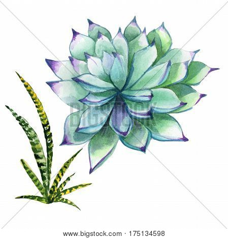 Wildflower succulentus flower in a watercolor style isolated. Full name of the plant: succulentus. Aquarelle wild flower for background, texture, wrapper pattern, frame or border.