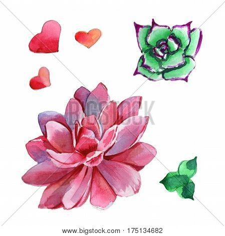 Wildflower succulentus flower in a watercolor style isolated. Full name of the plant: succulentus. Aquarelle wild flower for background, texture, wrapper pattern, frame or border.