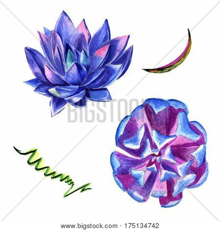 Wildflower succulentus flower in a watercolor style isolated. Full name of the plant: succulentus. Aquarelle wild flower for background, texture, wrapper pattern, frame or border.