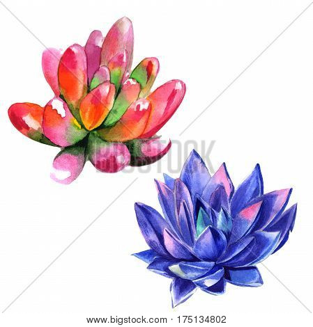 Wildflower succulentus flower in a watercolor style isolated. Full name of the plant: succulentus. Aquarelle wild flower for background, texture, wrapper pattern, frame or border.