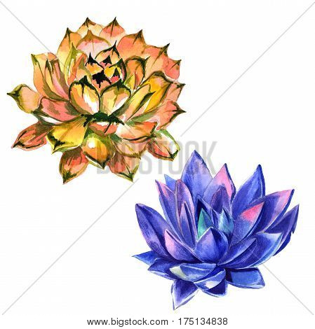 Wildflower succulentus flower in a watercolor style isolated. Full name of the plant: succulentus. Aquarelle wild flower for background, texture, wrapper pattern, frame or border.