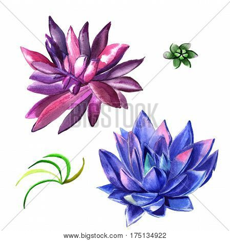 Wildflower succulentus flower in a watercolor style isolated. Full name of the plant: succulentus. Aquarelle wild flower for background, texture, wrapper pattern, frame or border.