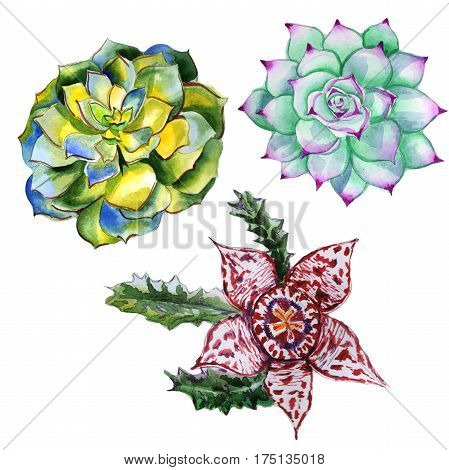 Wildflower succulentus flower in a watercolor style isolated. Full name of the plant: succulentus. Aquarelle wild flower for background, texture, wrapper pattern, frame or border.