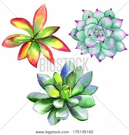 Wildflower succulentus flower in a watercolor style isolated. Full name of the plant: succulentus. Aquarelle wild flower for background, texture, wrapper pattern, frame or border.