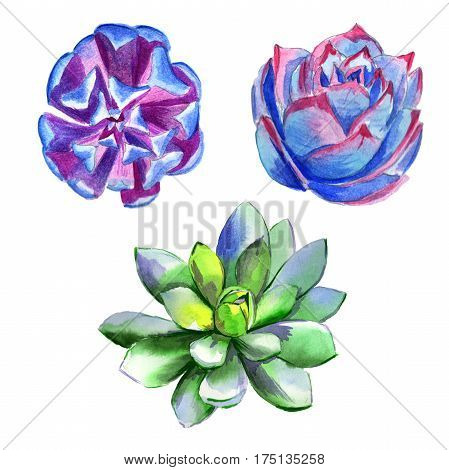Wildflower succulentus flower in a watercolor style isolated. Full name of the plant: succulentus. Aquarelle wild flower for background, texture, wrapper pattern, frame or border.