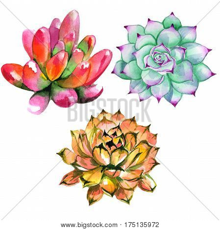 Wildflower succulentus flower in a watercolor style isolated. Full name of the plant: succulentus. Aquarelle wild flower for background, texture, wrapper pattern, frame or border.