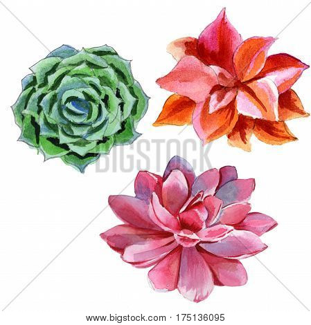 Wildflower succulentus flower in a watercolor style isolated. Full name of the plant: succulentus. Aquarelle wild flower for background, texture, wrapper pattern, frame or border.