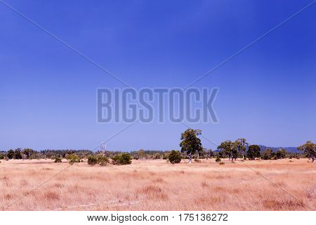 Savanna Meadow