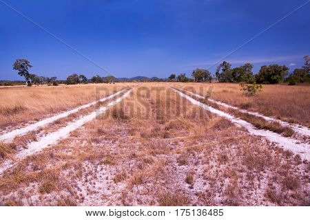 Pathway In Savanna Meadow