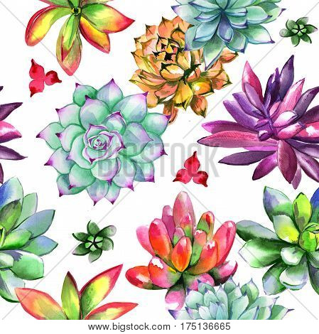 Wildflower succulentus flower pattern in a watercolor style isolated. Full name of the plant: succulentus. Aquarelle wild flower for background, texture, wrapper pattern, frame or border.
