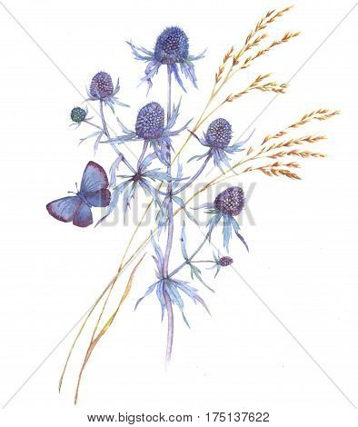 Hand-drawn watercolor illustration of the blue feverweed blossom and the butterfly. Isolated floral drawing of the summer meadow flowers on the white background