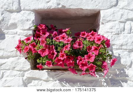 Flowerpot in a window at Alberobello on Italy