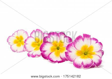Primrose Pink flower isolated on white background