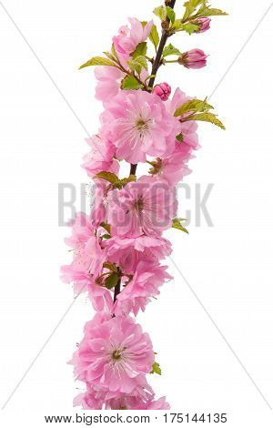 sakura Spring flower isolated on white background