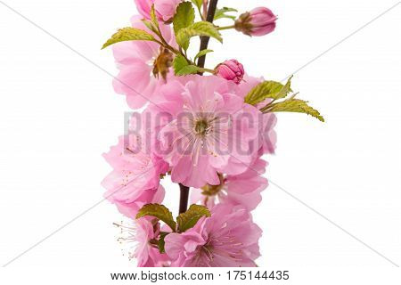 sakura Spring flower isolated on white background