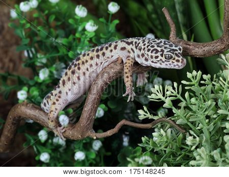 The leopard gecko (Eublepharis macularius) resting on a branch in the forest