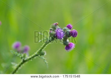 closeup of a blooming purple thistle against a green natural background