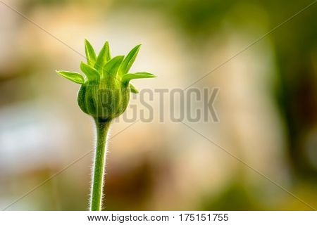 Mexican Sunflower