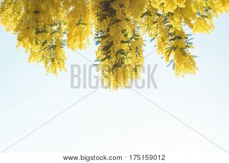 Acacia dealbata. Mimosa. Yellow and fluffy spring flowers.