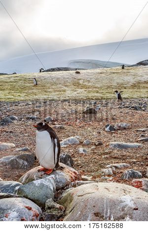 Lonely Gentoo Penguin Standing On Stone, Peterman Island, Antarctica