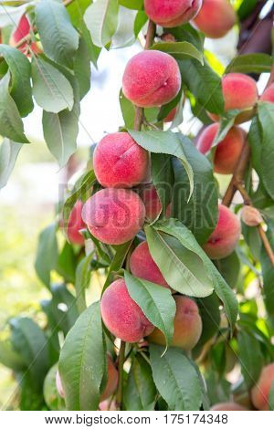 ruddy ripe peaches on a tree.  photo fbackground with text area.