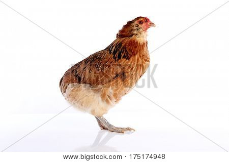 Araucana hen of blue easter eggs native of Chile on white background
