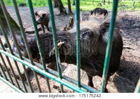 Ferocious wild boar in a cage.  Horizontal flat