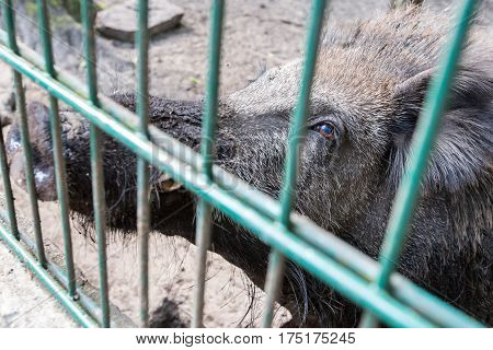 Ferocious wild boar in a cage. no people