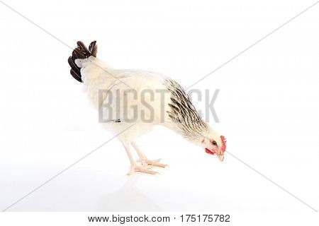 Sussex hen original from England on white background
