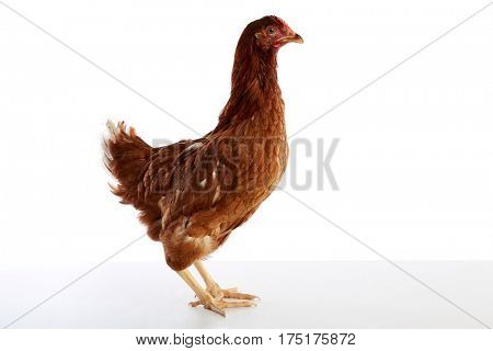 Brown hybrid hen  isolated on white background