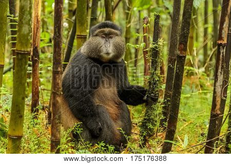 Rwandan Golden Monkey Sitting In The Middle Of Bamboo Forest, Rwanda