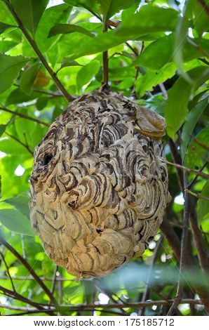 Wasp nest on the tree in the garden
