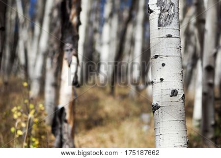 A grove of aspen trees growing in the Colorado Rocky Mountains in late autumn.