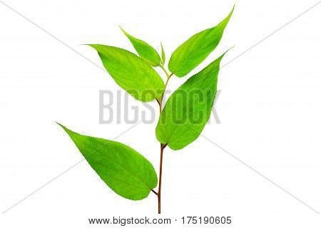 green leaf isolated on a white background