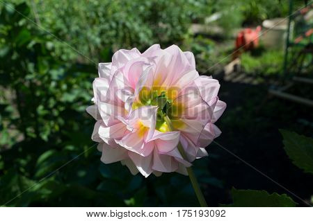 Closeup of dahlia flower in full bloom in the garden.